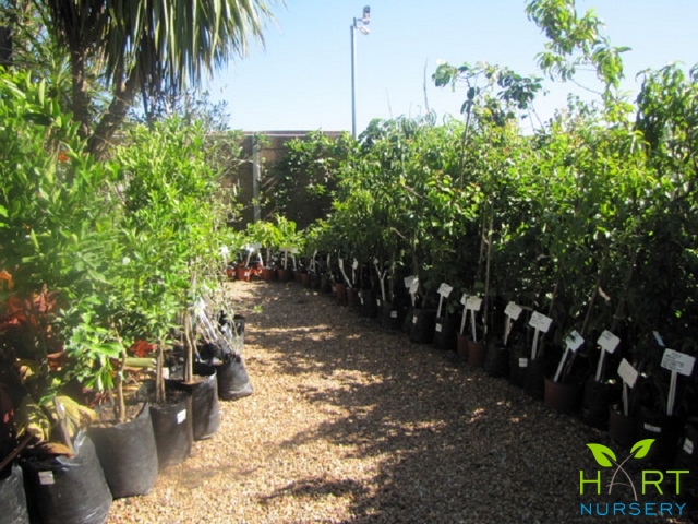 fruit-trees